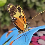 Play Butterflies Jigsaw
